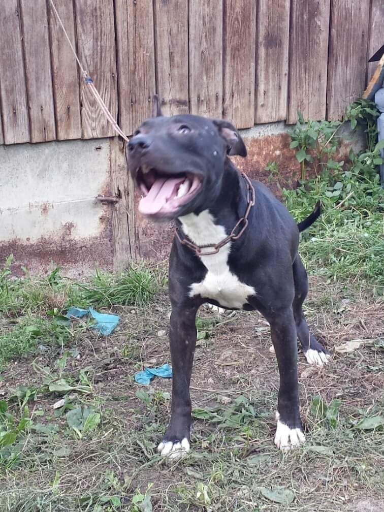 Photo of the dog