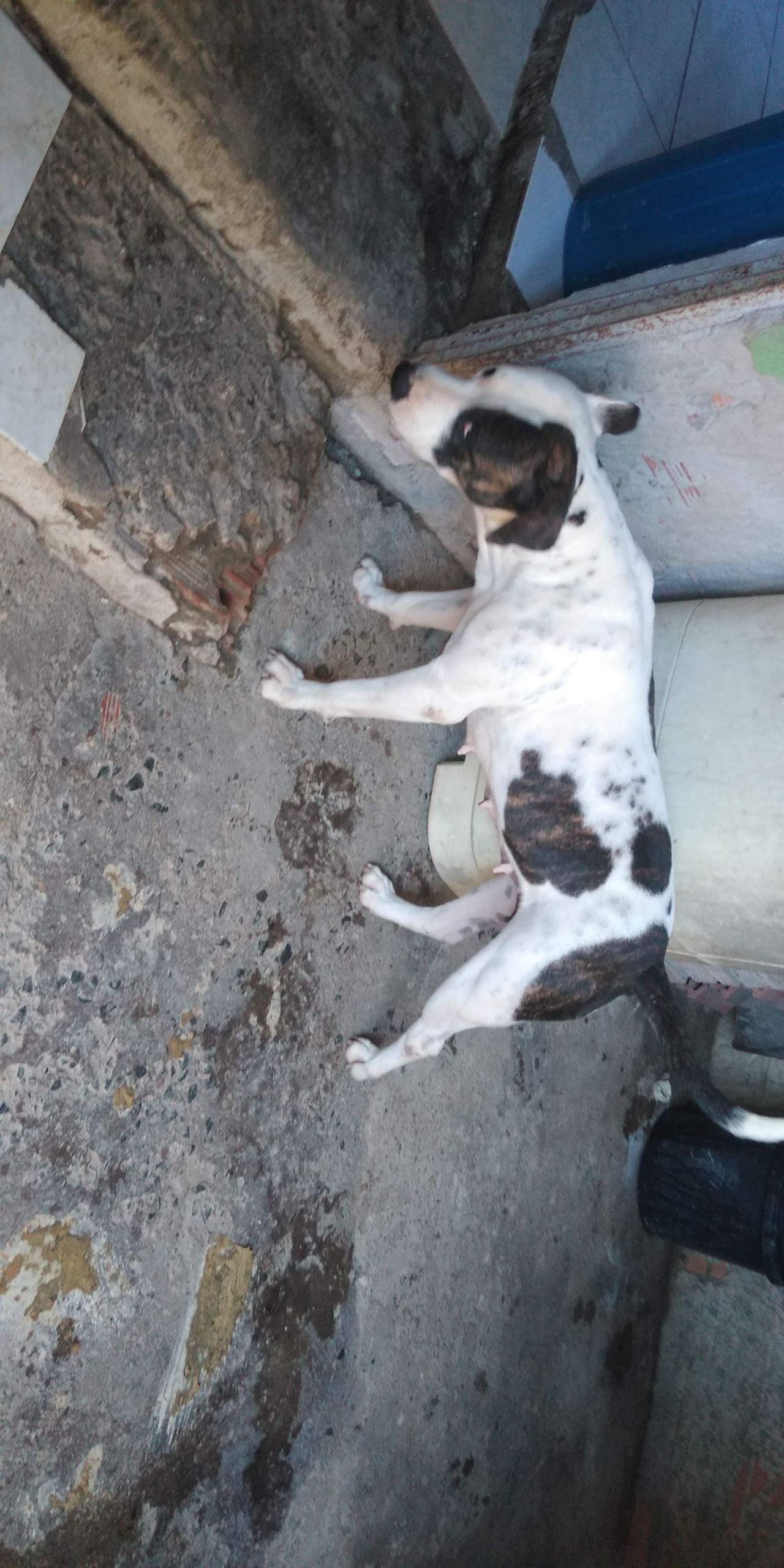Photo of the dog