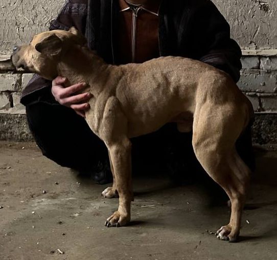 Photo of the dog