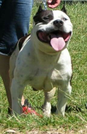 Photo of the dog