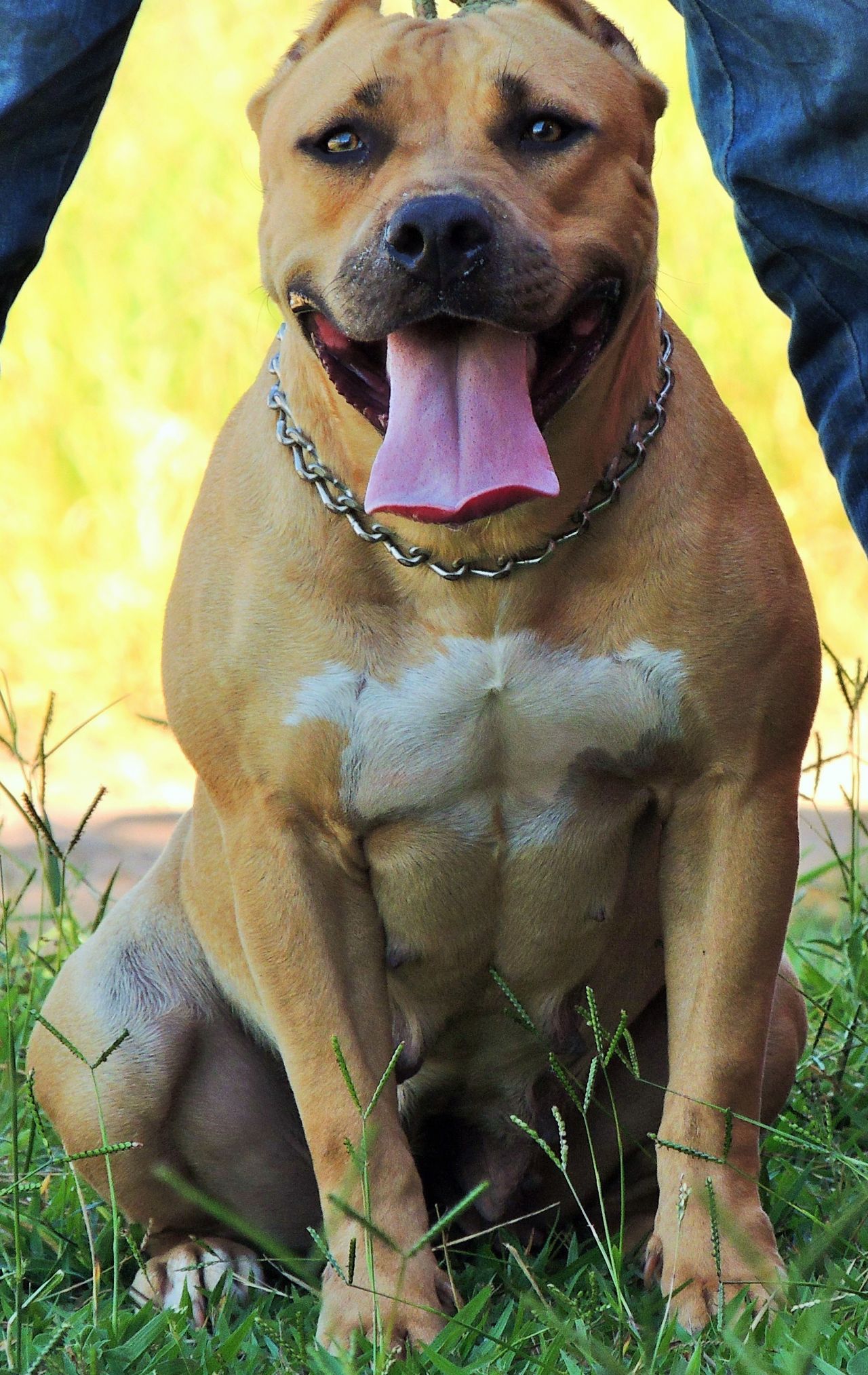 Photo of the dog