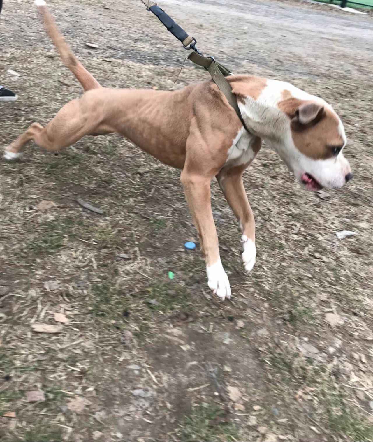 Photo of the dog