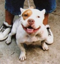 Photo of the dog