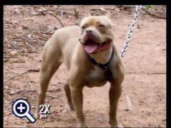 Photo of the dog