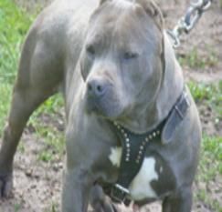 Photo of the dog