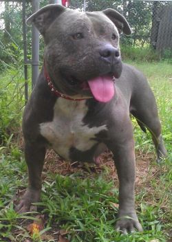 Photo of the dog