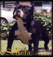 Photo of the dog