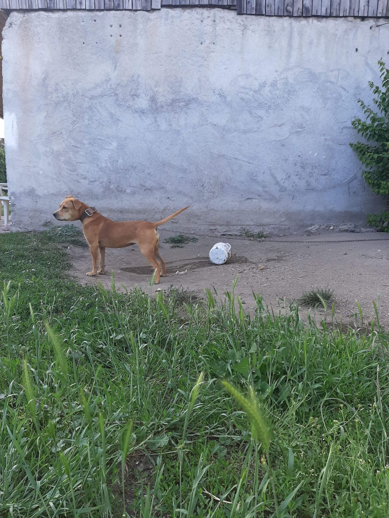 Photo of the dog