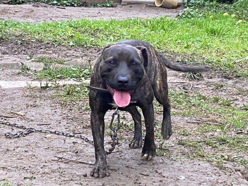 Photo of the dog