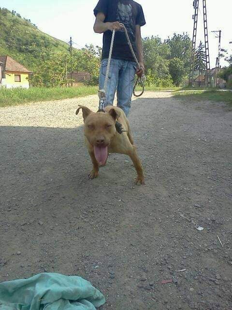Photo of the dog