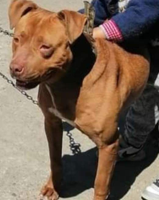 Photo of the dog