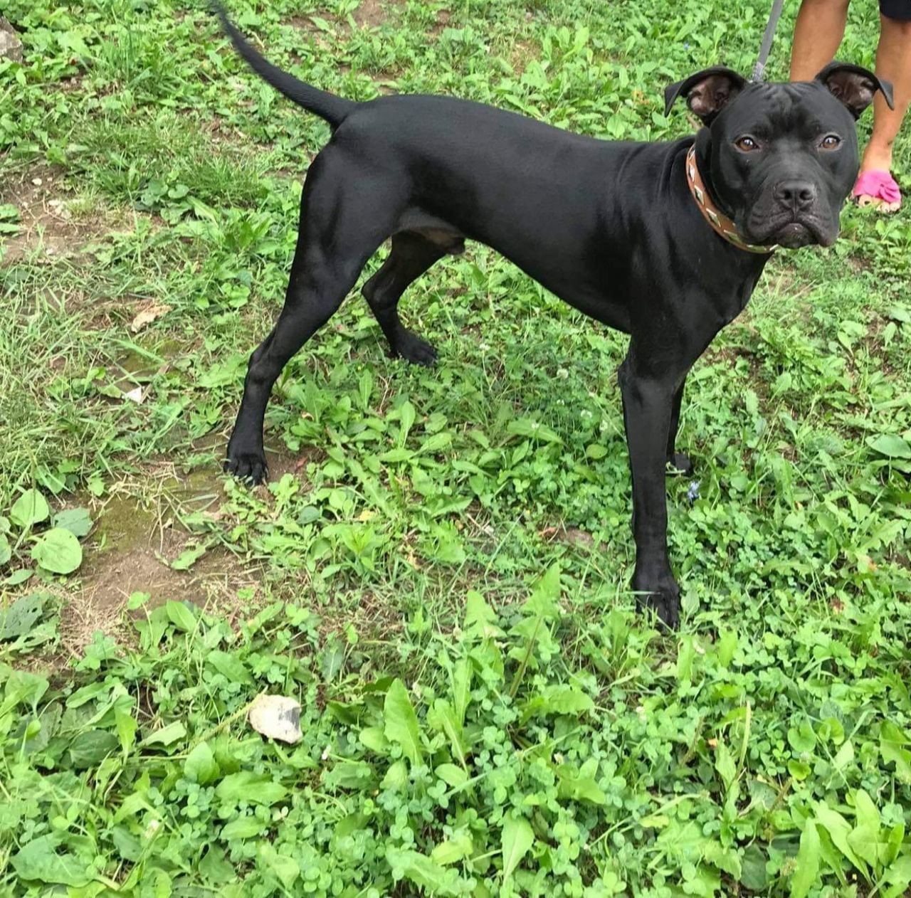 Photo of the dog