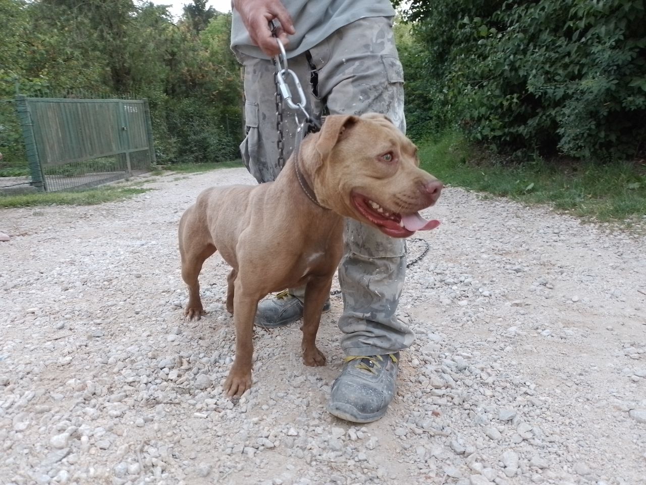 Photo of the dog