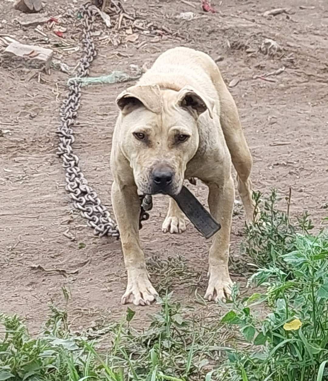 Photo of the dog