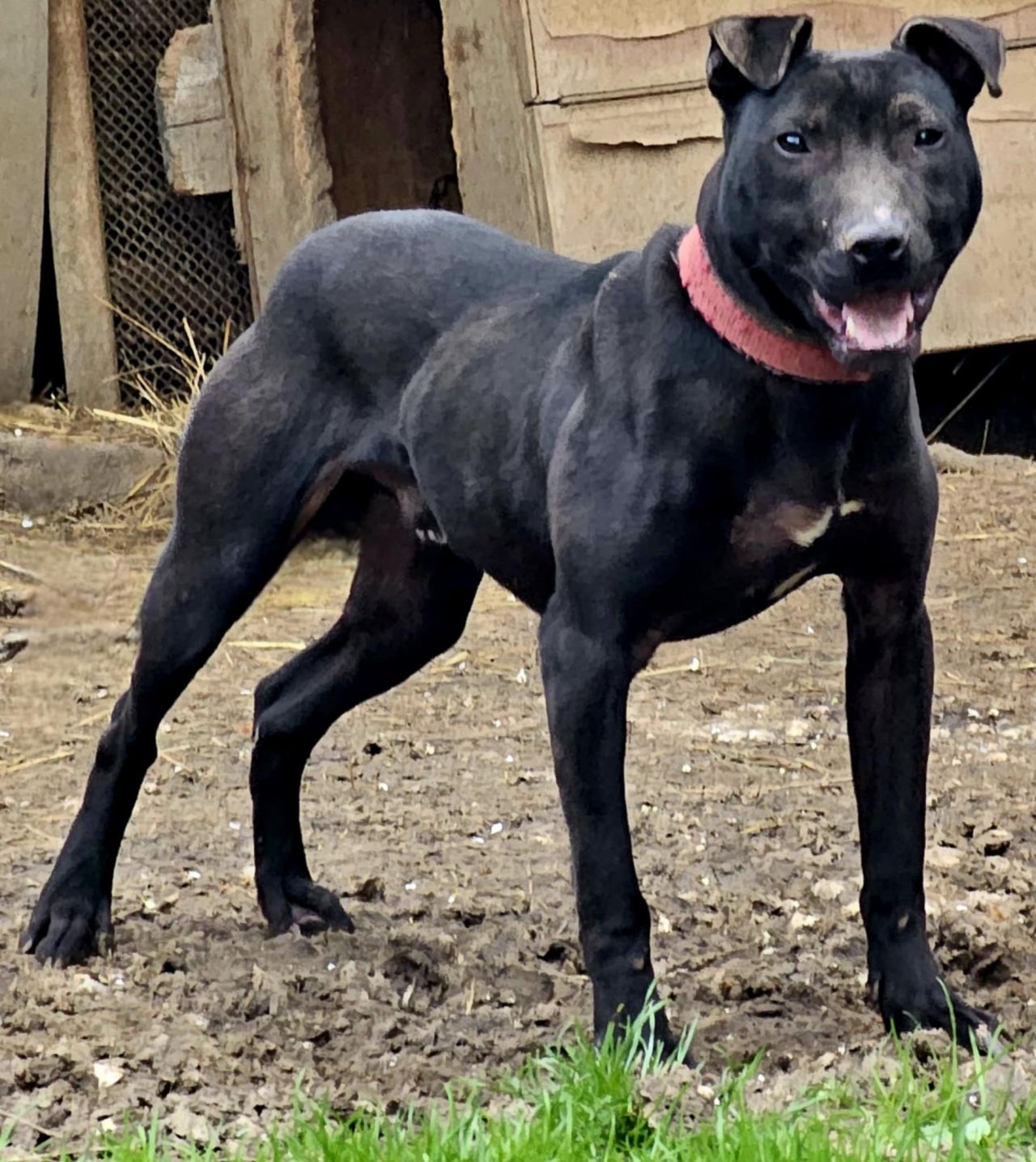 Photo of the dog