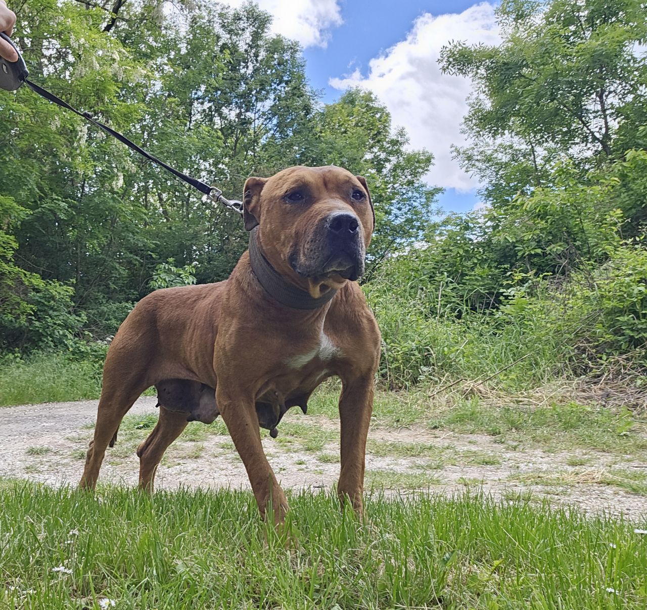 Photo of the dog