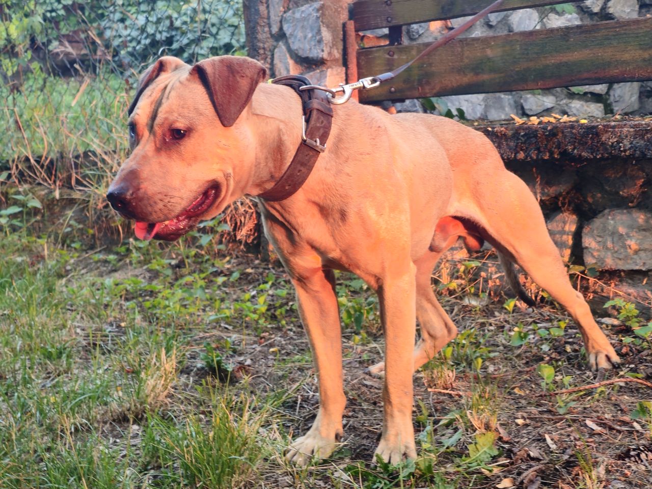 Photo of the dog