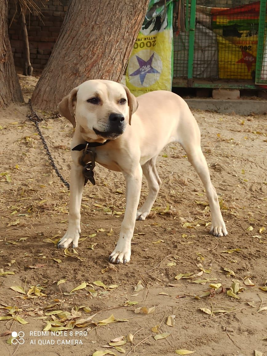 Photo of the dog