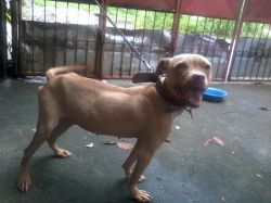 Photo of the dog