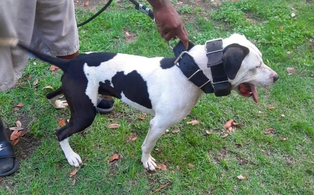 Photo of the dog