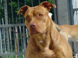 Photo of the dog