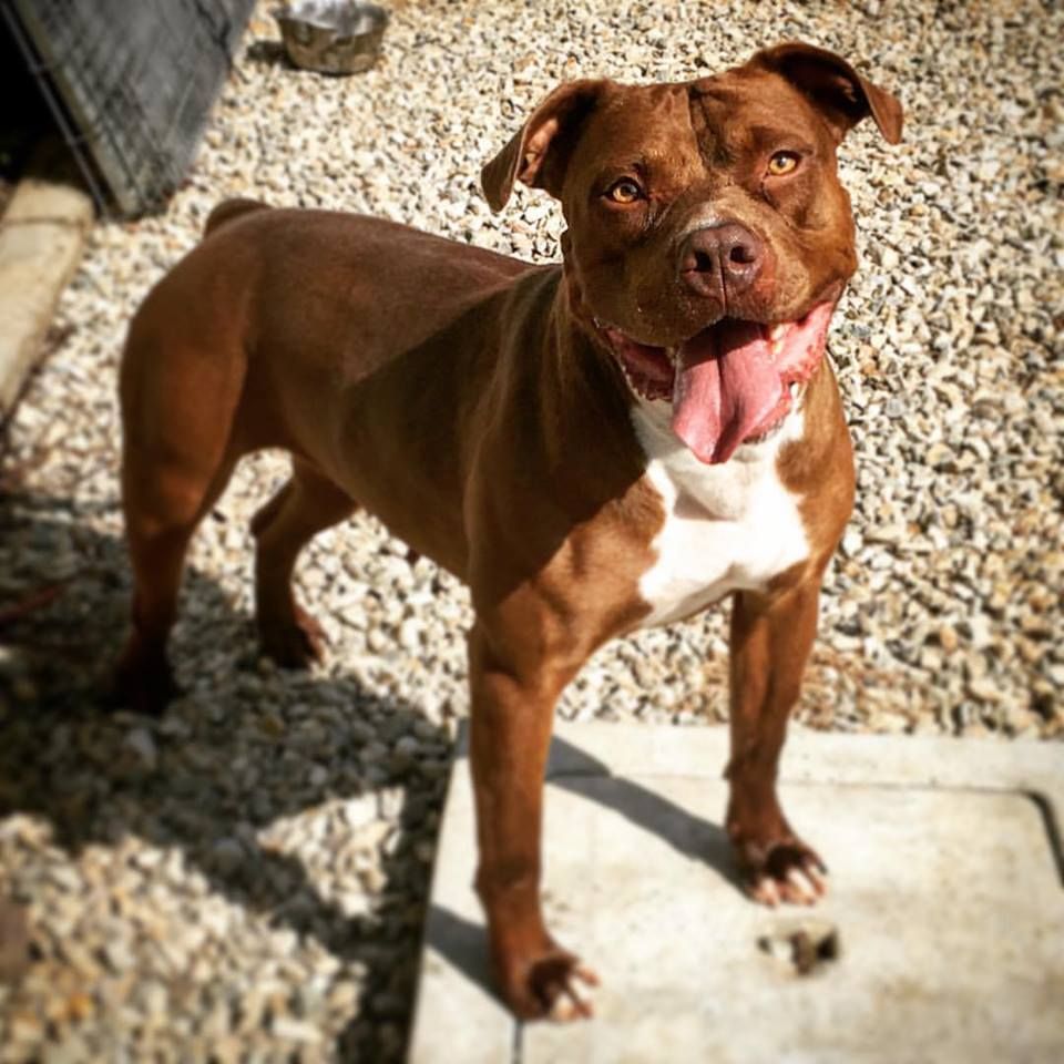 Photo of the dog