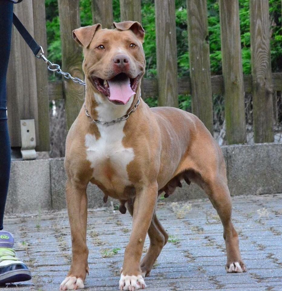 Photo of the dog