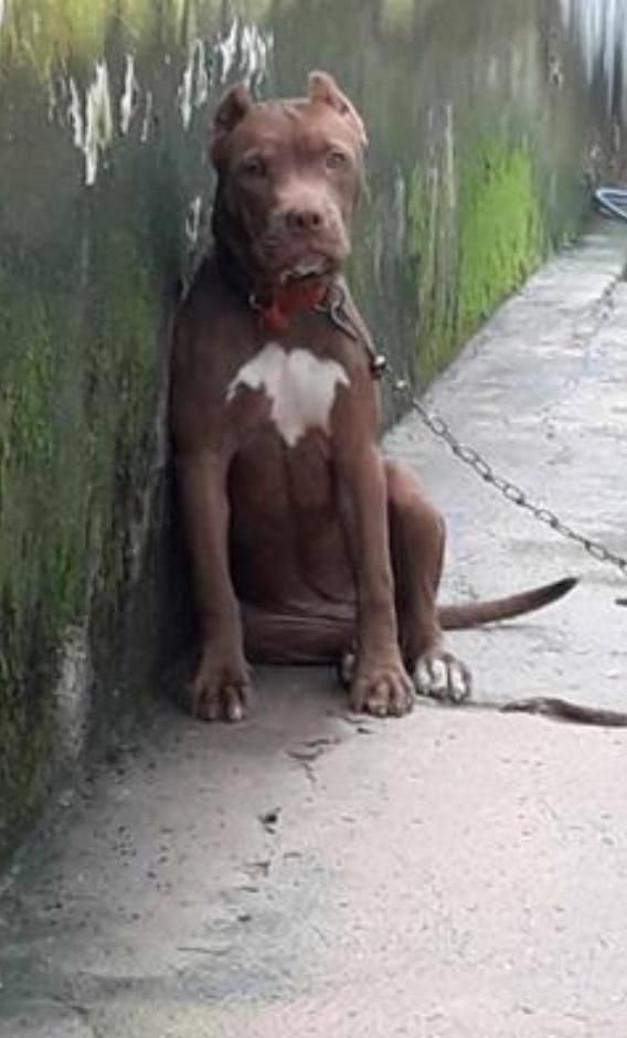 Photo of the dog