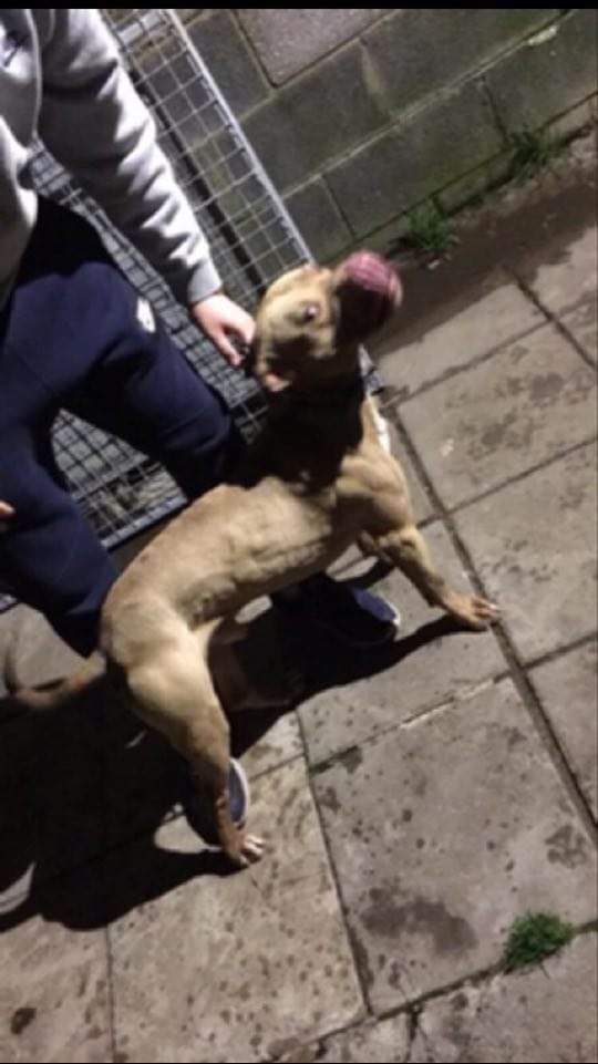 Photo of the dog