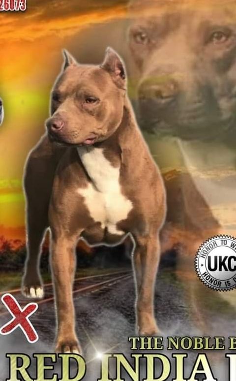 Photo of the dog