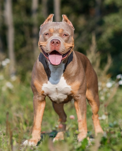 Photo of the dog