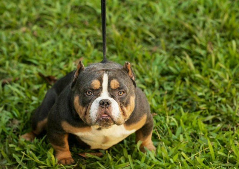 Photo of the dog