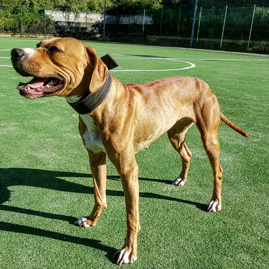 Photo of the dog