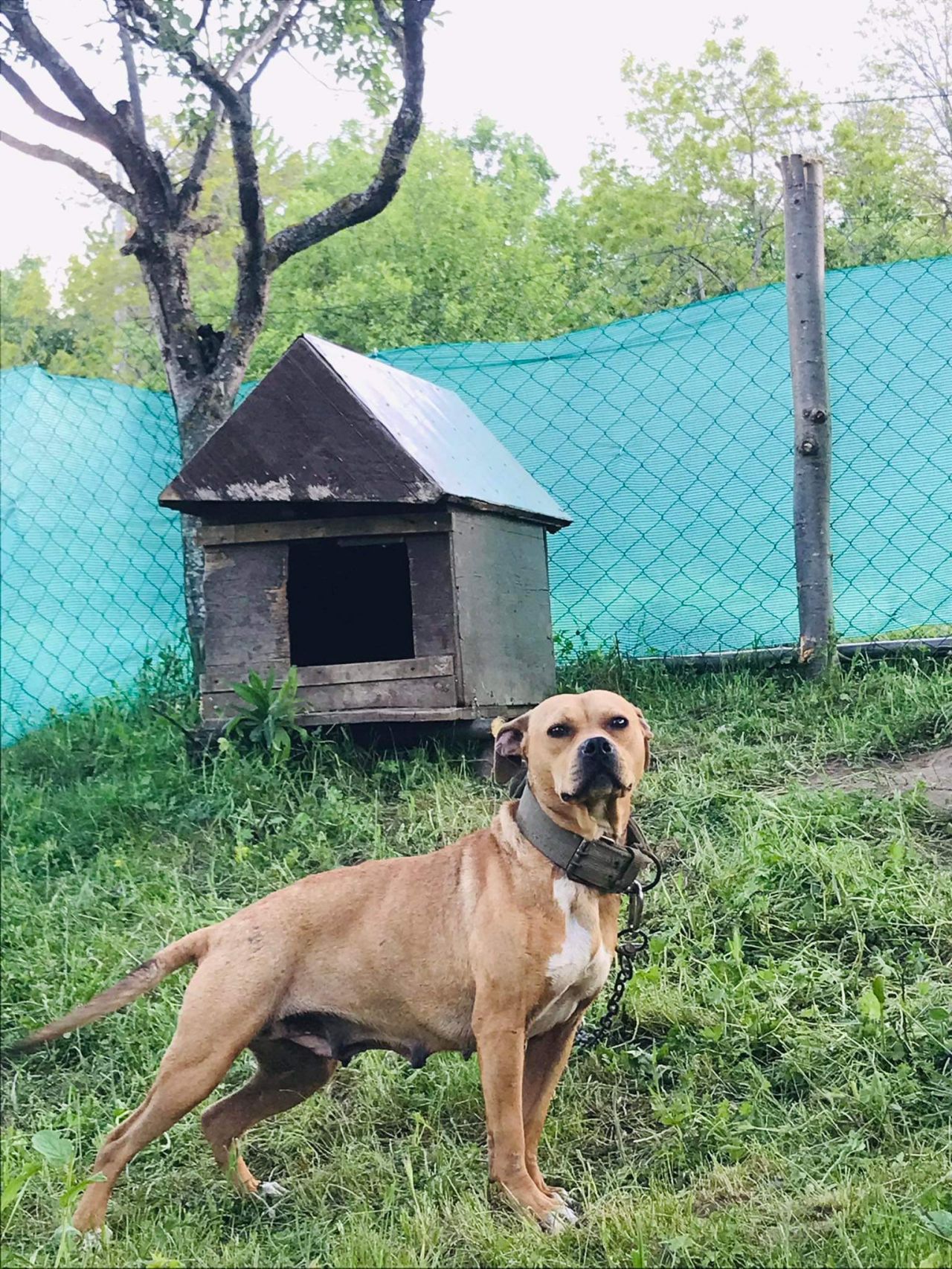Photo of the dog