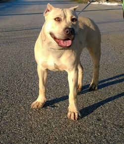 Photo of the dog
