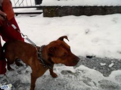 Photo of the dog