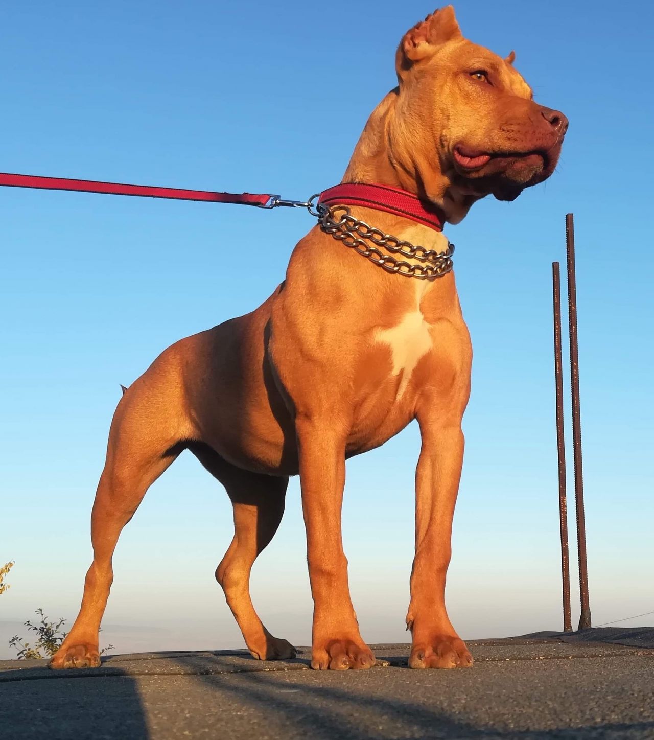 Photo of the dog