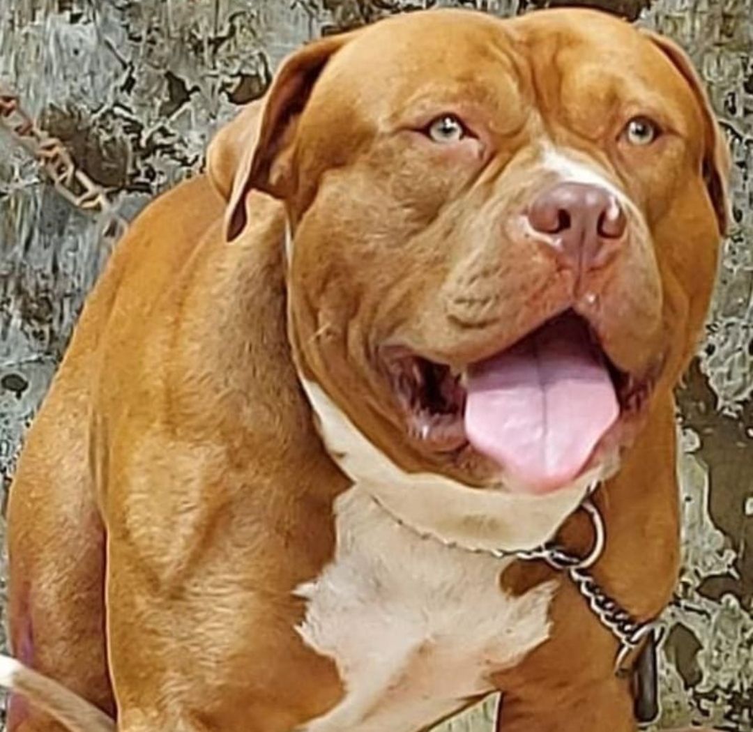 Photo of the dog