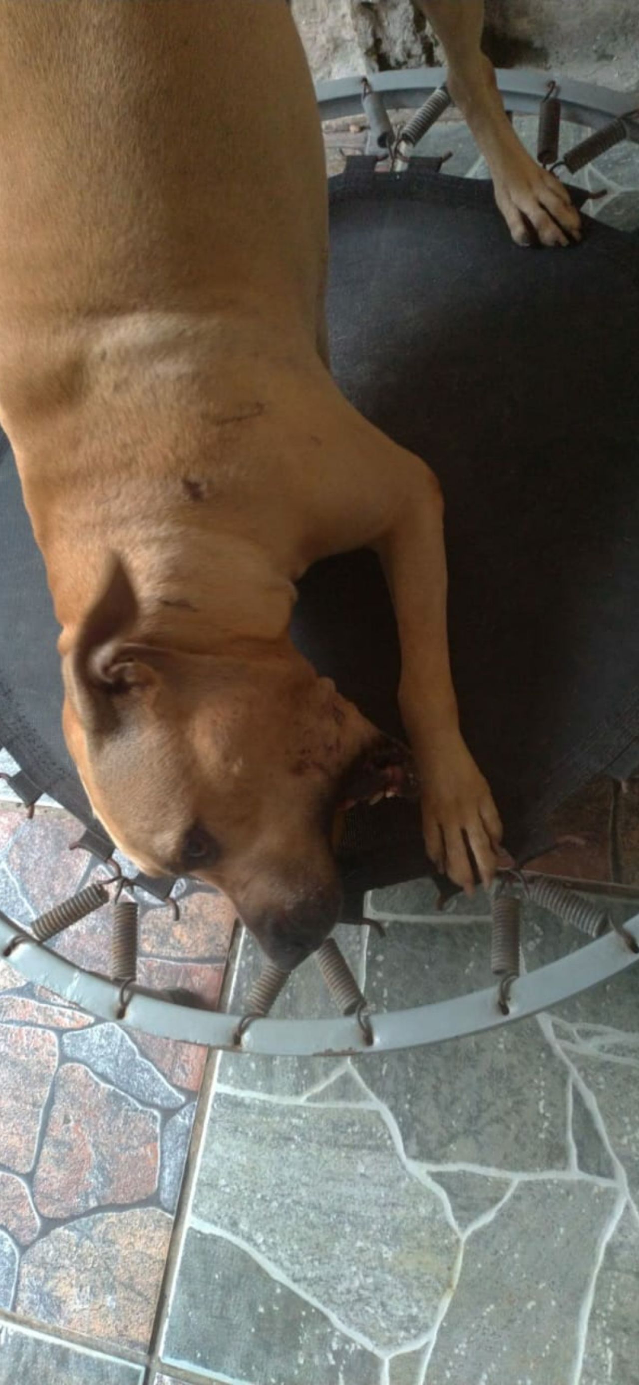 Photo of the dog
