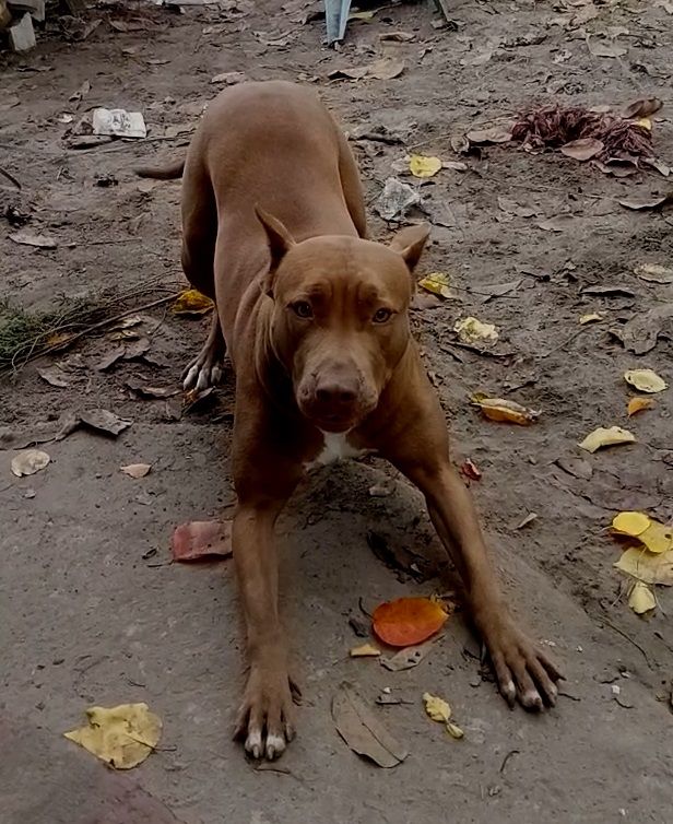 Photo of the dog