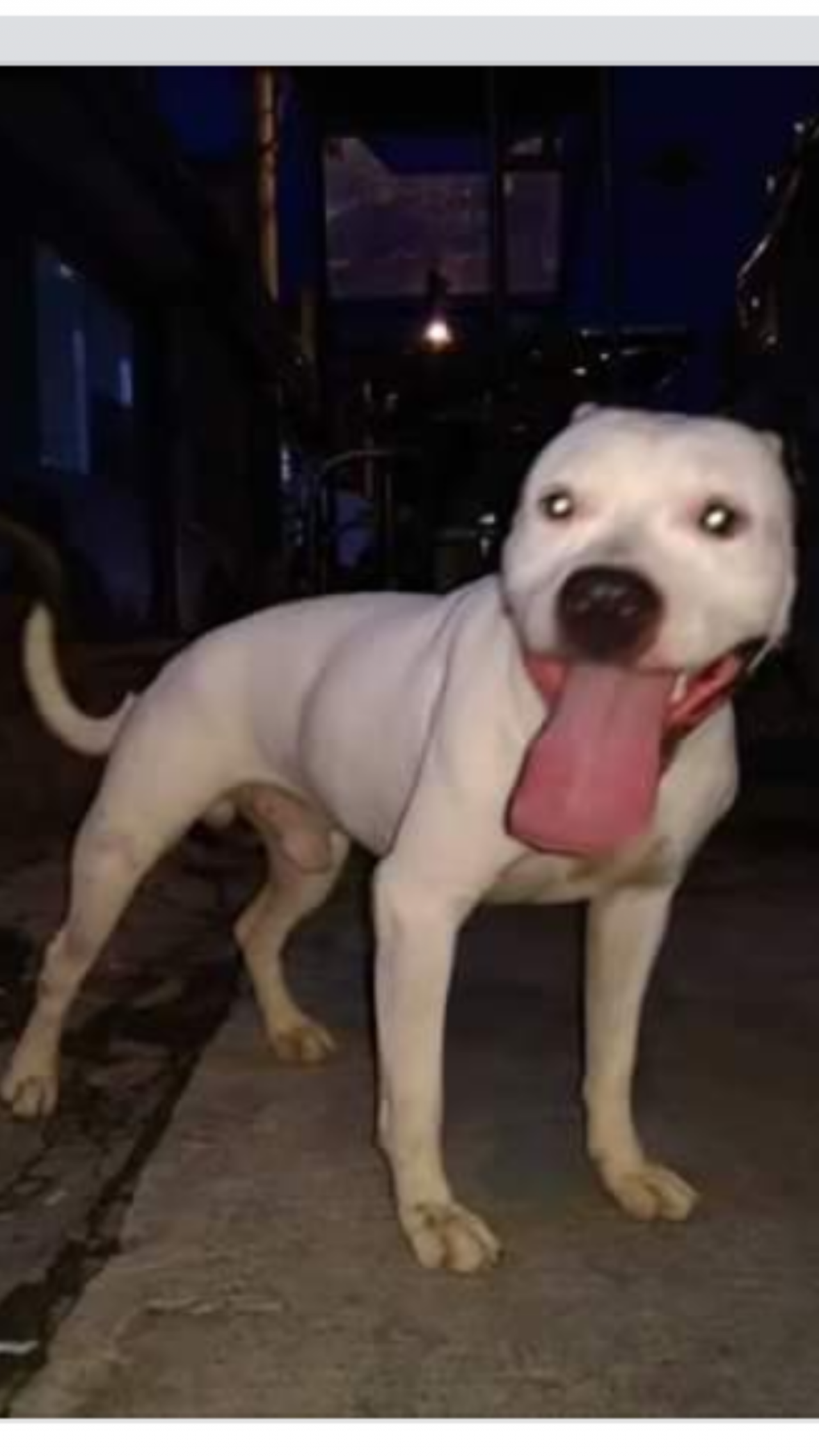Photo of the dog