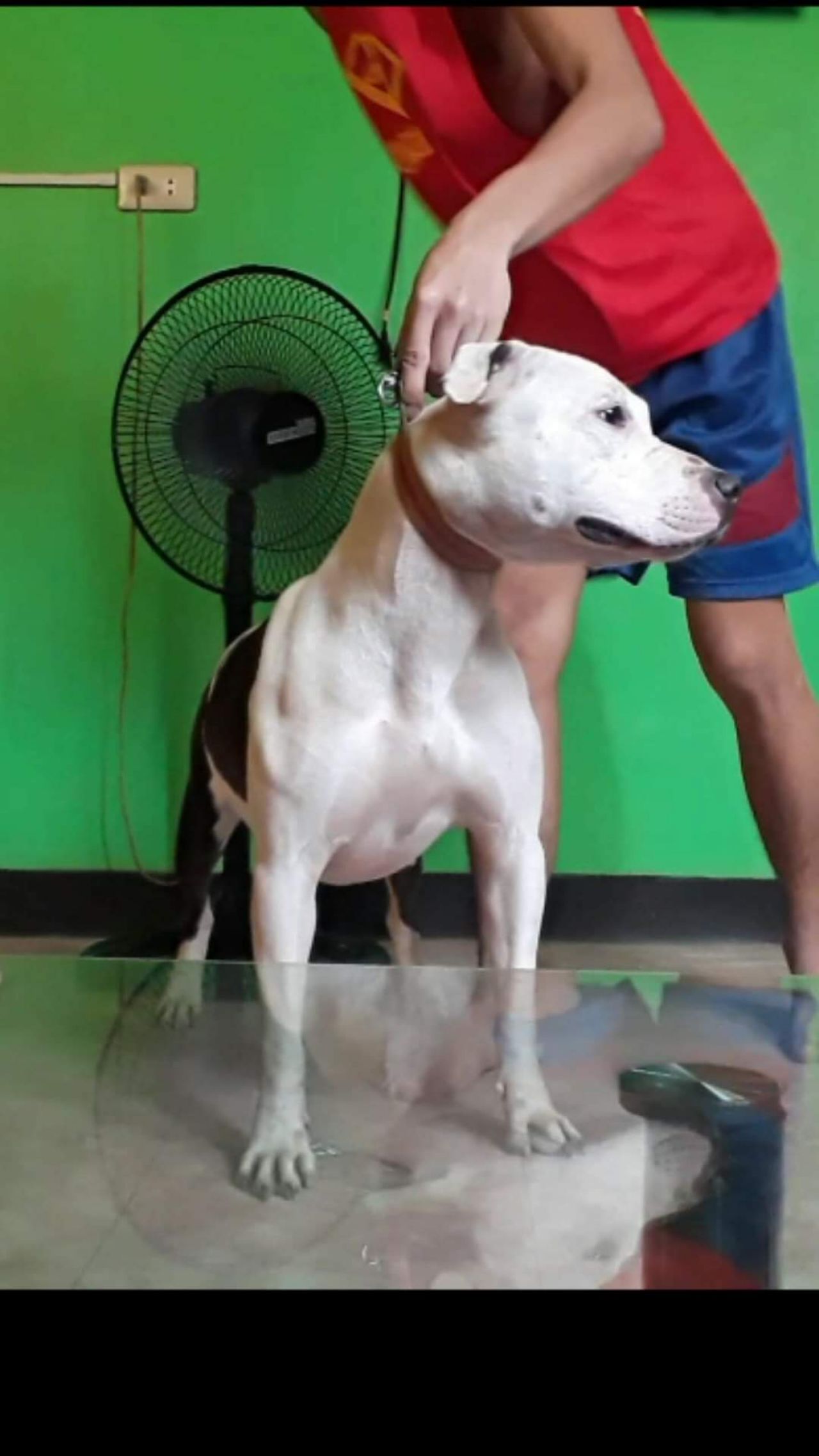 Photo of the dog