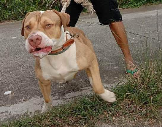Photo of the dog