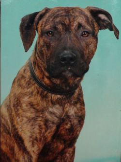 Photo of the dog