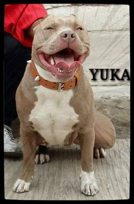 Photo of the dog