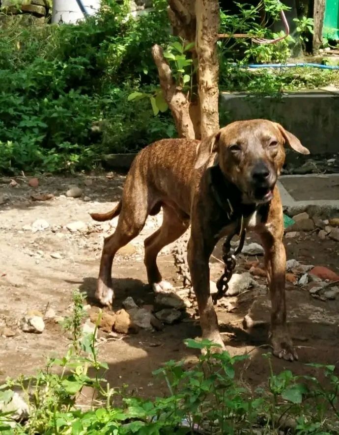 Photo of the dog