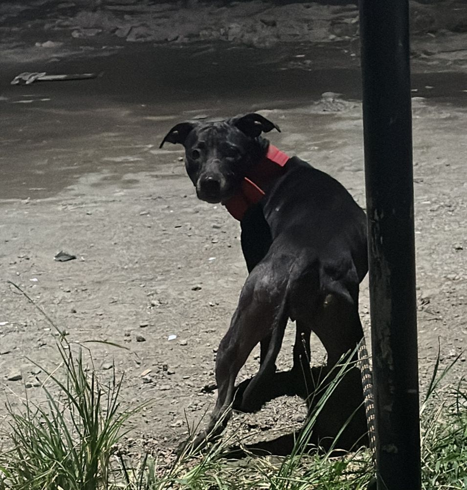 Photo of the dog