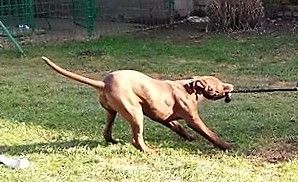 Photo of the dog