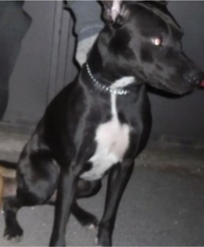 Photo of the dog