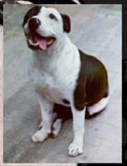 Photo of the dog